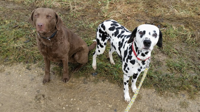 Chesapeake Bay Retriever Buck und Dalmatiner Yogi im Hundetagebuch