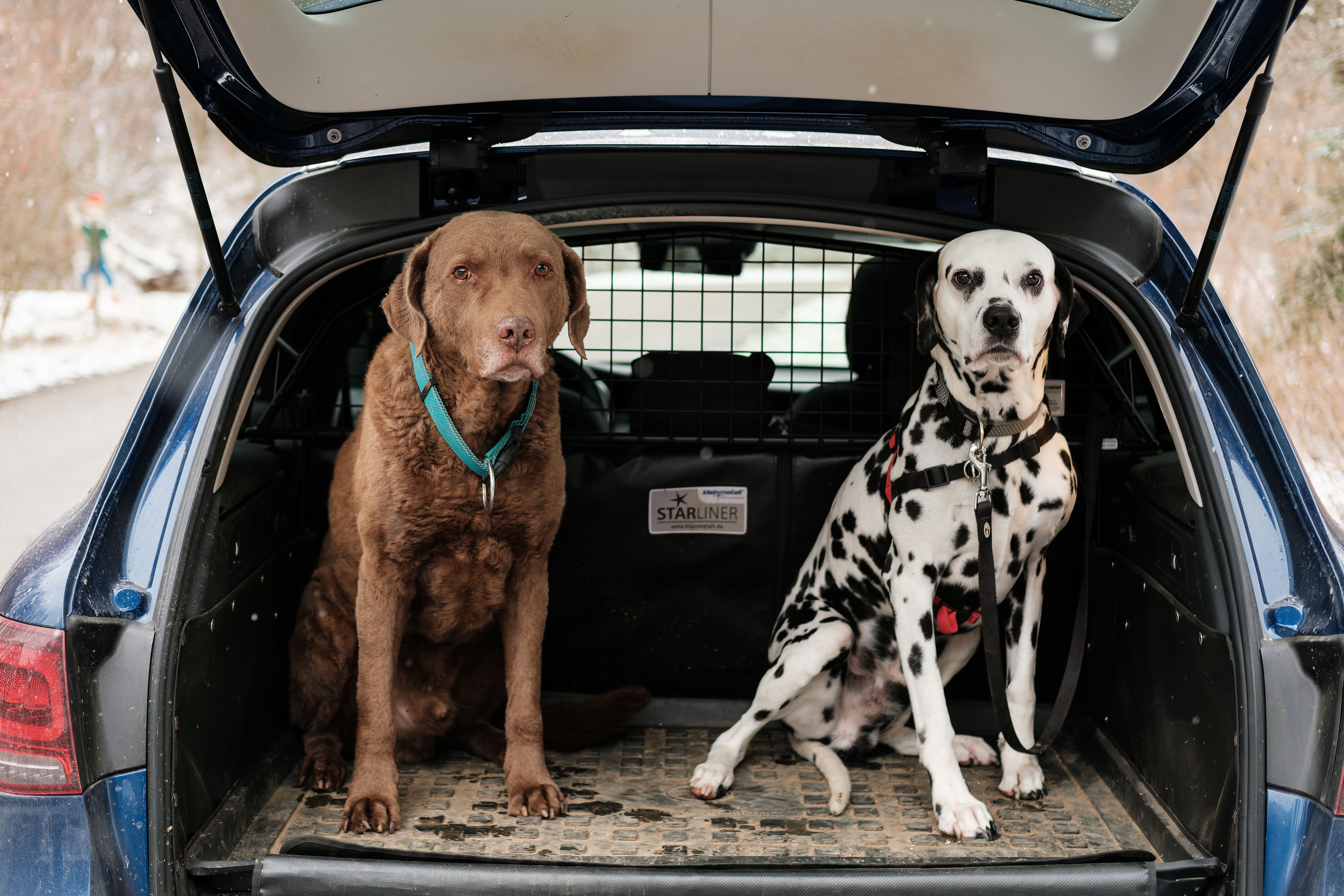 Zwei Hunde im Kofferraum eines Autos