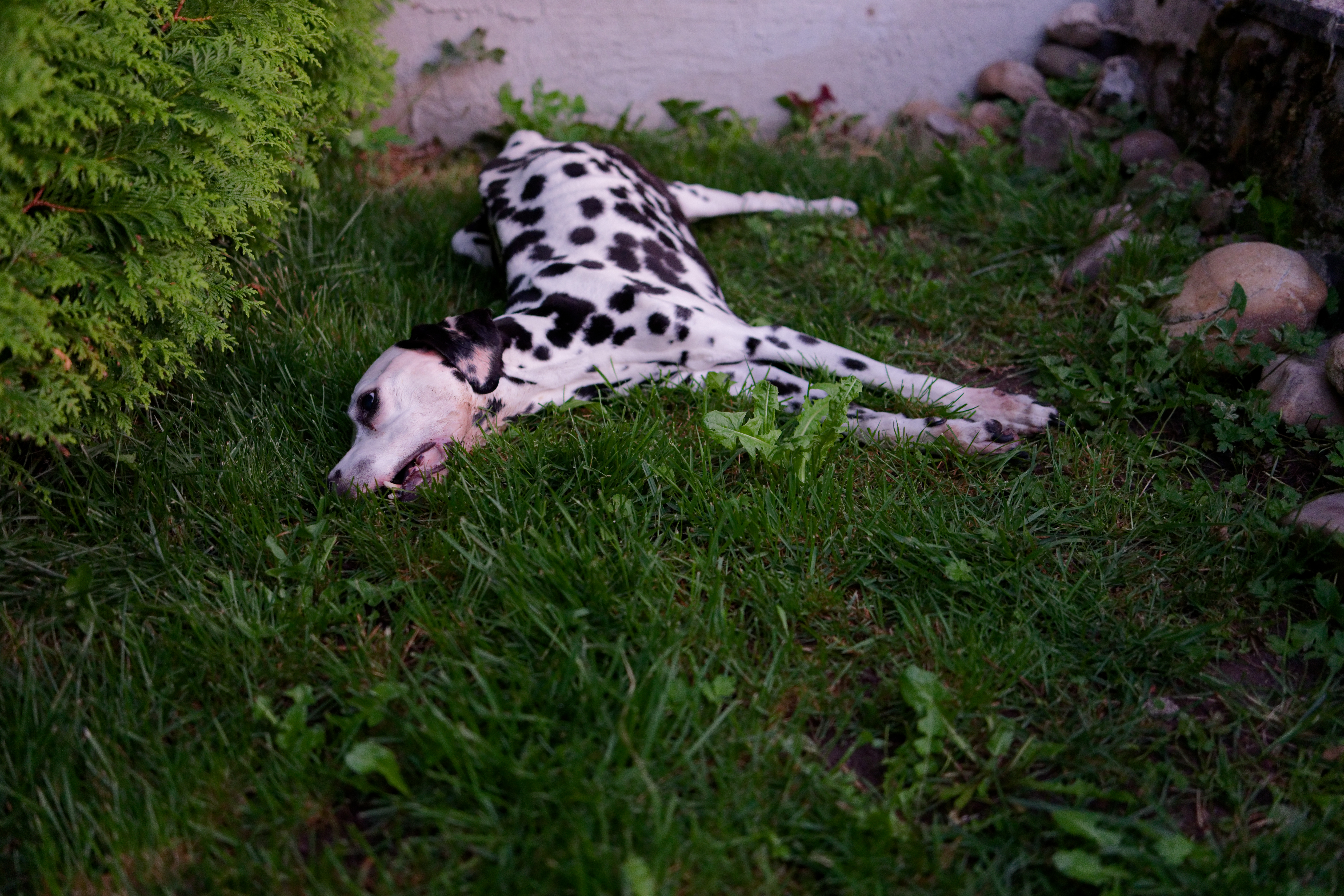 Dalmatiner Yogi tot im Garten.